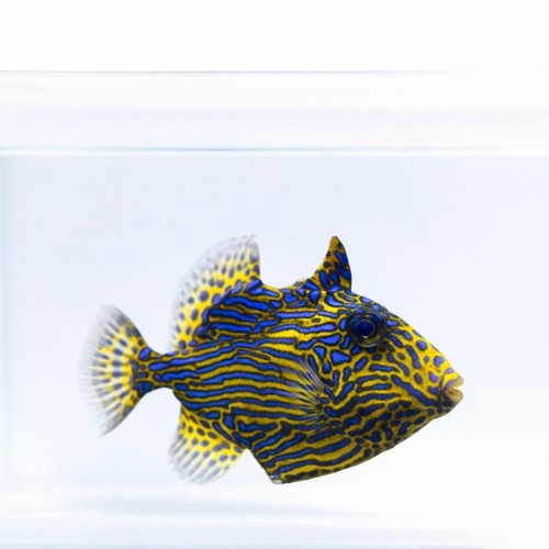 Pseudobalistes fuscus - rogatnica