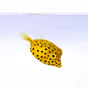 Ostracion cubicus (XS) - koster żółta