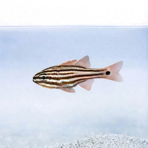 Apogon endekataenia - Ostorhinchus endekataenia