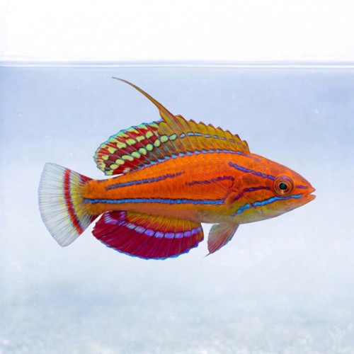 Paracheilinus mccoskeri (M) - wargacz 