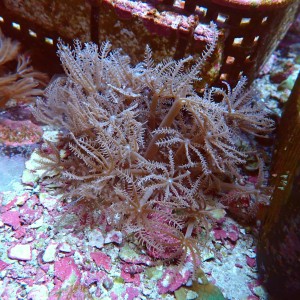 ANTHELIA [ŚR. ~6CM] FRAG MIX #2403136