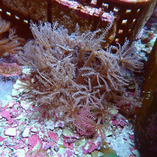 ANTHELIA [ŚR. ~6CM] FRAG MIX #2403136