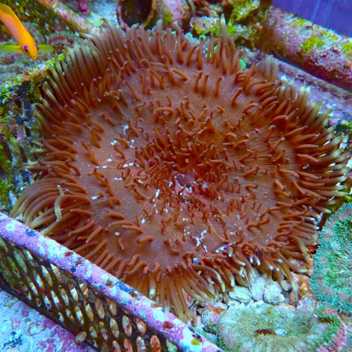 MACRODACTYLA DOREENSIS [~20CM] #2403135