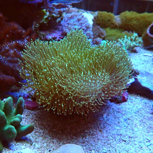 SARCOPHYTON GREEN [~15CM] #2403132