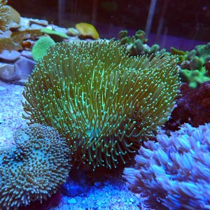 SARCOPHYTON GREEN [~15CM] #2403134