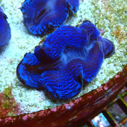 TRIDACNA BLUE [~6CM] #2403126