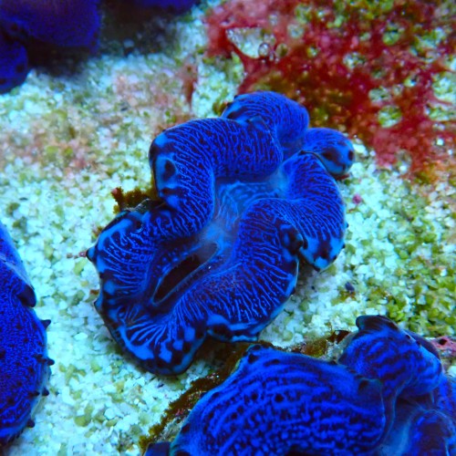 TRIDACNA BLUE [~6CM] #2403127