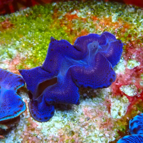 TRIDACNA BLUE [~6CM] #2403128