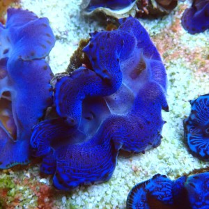 TRIDACNA BLUE [~6CM] #2403129