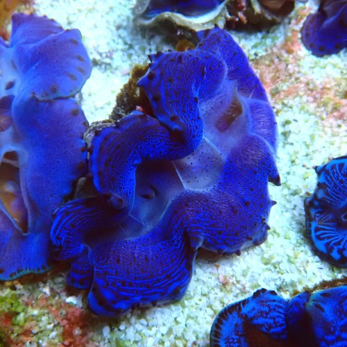 TRIDACNA BLUE [~6CM] #2403129