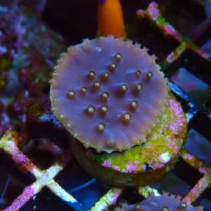 TURBINARIA FRAG S MIX #2403120