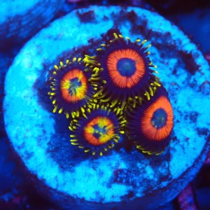 ZOANTHUS EAGLE EYE RAINBOW [3P+] FRAG #2403091