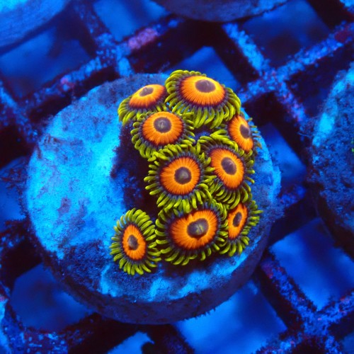 ZOANTHUS EAGLE EYE [10P+] FRAG #2403106