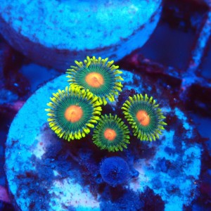 ZOANTHUS GREEN BAY PACKERS [3P+] FRAG #2403092