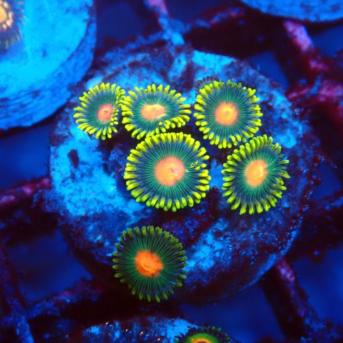 ZOANTHUS GREEN BAY PACKERS [5P+] FRAG #2403093