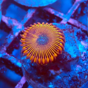 ZOANTHUS MAGICIAN [1P]+ FRAG #2403101