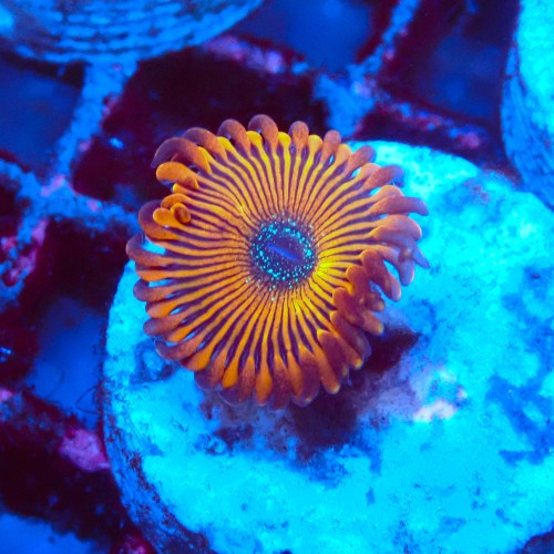 ZOANTHUS MAGICIAN [1P]+ FRAG #2403103