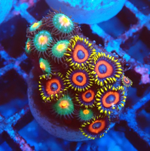 ZOANTHUS MIX [15P+] FRAG #2403105