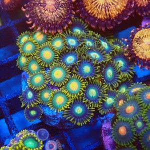 ZOANTHUS MIX [25P+] FRAG #2403108