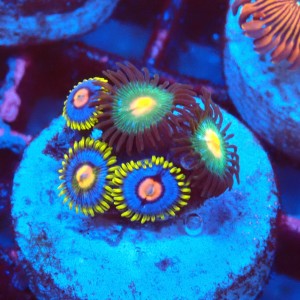 ZOANTHUS MIX [5P+] FRAG #2403104