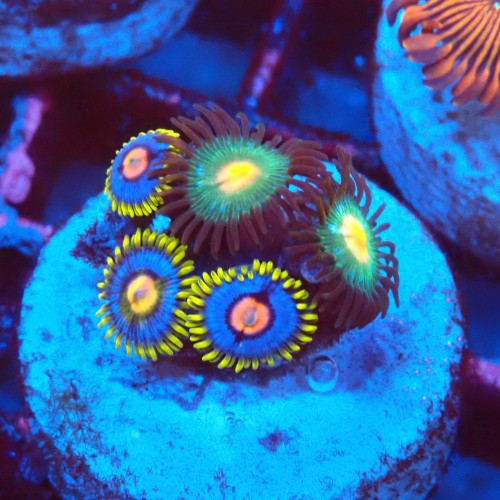 ZOANTHUS MIX [5P+] FRAG #2403104