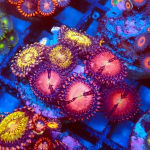 ZOANTHUS PANDORA X SAKURA MIX [5P+] FRAG #2403109