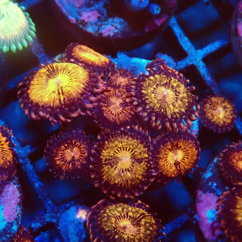 ZOANTHUS PANDORA [5P+] FRAG MIX #2403085