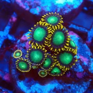 ZOANTHUS RADIOACTIVE DRAGON EYE [10P+] FRAG #2403087