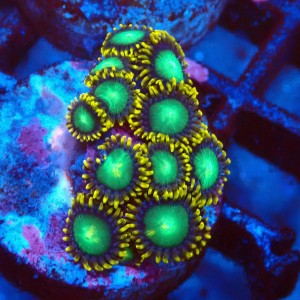 ZOANTHUS RADIOACTIVE DRAGON EYE [10P+] FRAG #2403088