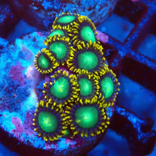 ZOANTHUS RADIOACTIVE DRAGON EYE [10P+] FRAG #2403088