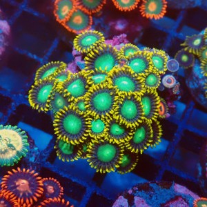 ZOANTHUS RADIOACTIVE DRAGON EYE [25P+] FRAG #2403107