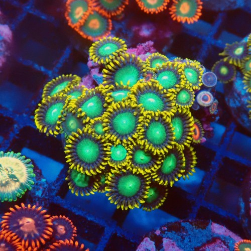 ZOANTHUS RADIOACTIVE DRAGON EYE [25P+] FRAG #2403107