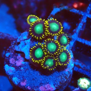 ZOANTHUS RADIOACTIVE DRAGON EYE [8P+] FRAG #2403086