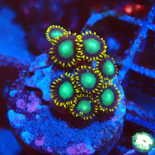 ZOANTHUS RADIOACTIVE DRAGON EYE [8P+] FRAG #2403086
