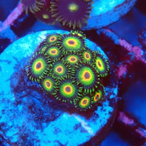 ZOANTHUS RASTA [15P+] FRAG #2403100