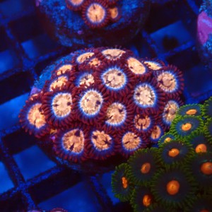 ZOANTHUS RED FRAG [20P+] #2403116