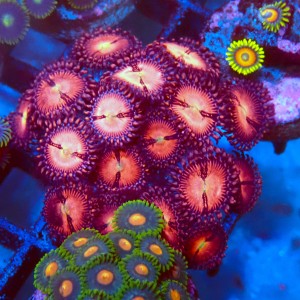 ZOANTHUS SAKURA [15P+] FRAG #2403110