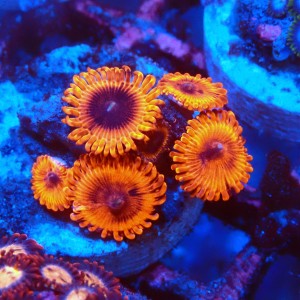 ZOANTHUS ULTRA RED [5P+] FRAG #2403096