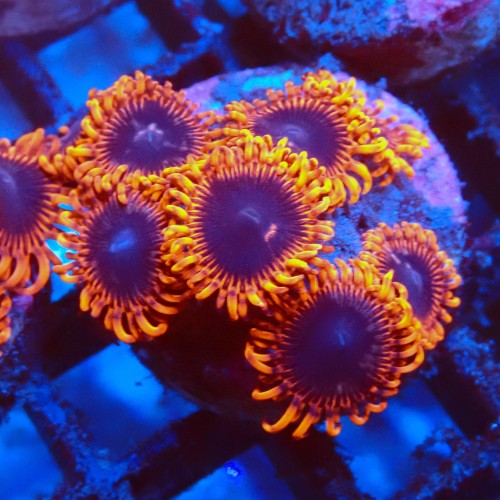 ZOANTHUS ULTRA RED [5P+] FRAG #2403112