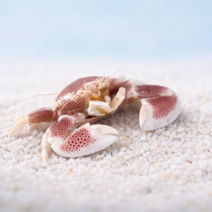 Neopetrolisthes sp. krab porcelanowy