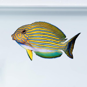 Acanthurus lineatus (S) - pokolec strojny
