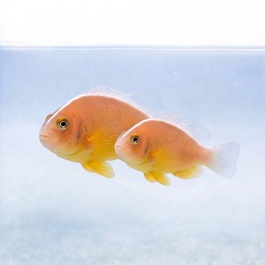 Amphiprion akallopisos - błazenek - PARA