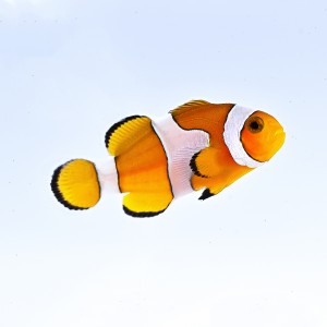 Amphiprion Ocellaris (S) - błazenek hodowlany