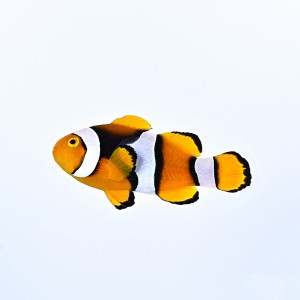 Amphiprion percula black (S) - błazenek