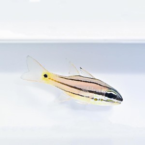 Apogon angustatus Apogon szerokopasy