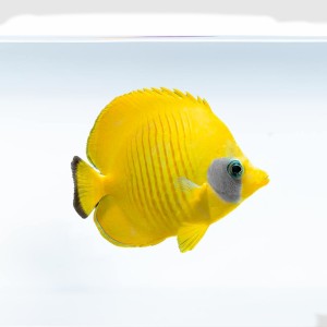 Chaetodon semilarvatus (M/L)