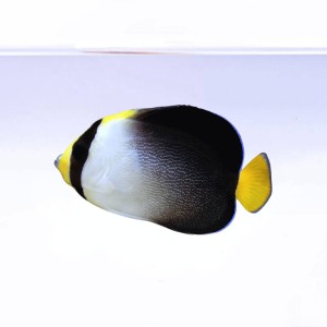 Chaetodontoplus mesoleucus M