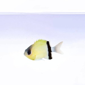 Chromis retrofasciata