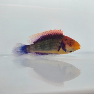 Cirrhilabrus solorensis (M) - wargacz