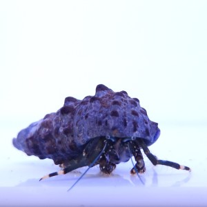 Clibanarius sp. krab